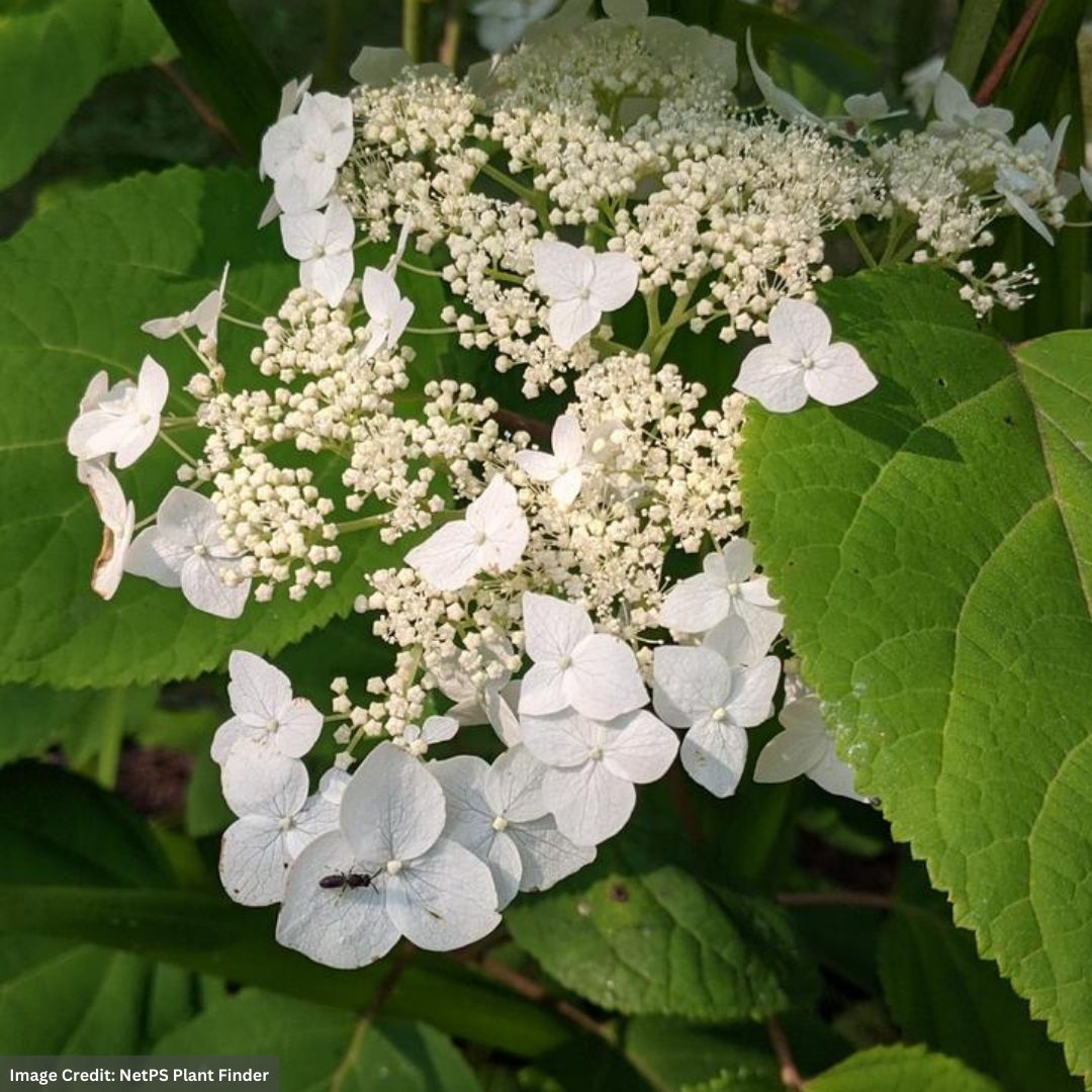 Hydrangea Arborescens – Haas Halo – #3 Container